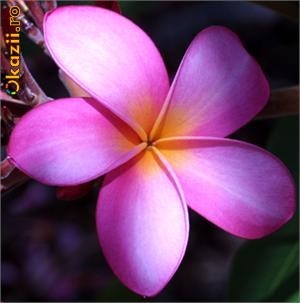 Seminte Flori Plumeria Rubra ( Frangipani ) foto mare