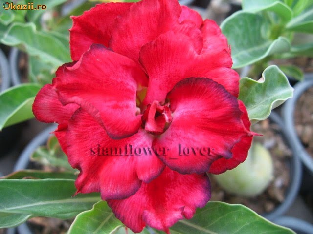 Seminte Adenium Obesum Desert Rose Kendo foto mare
