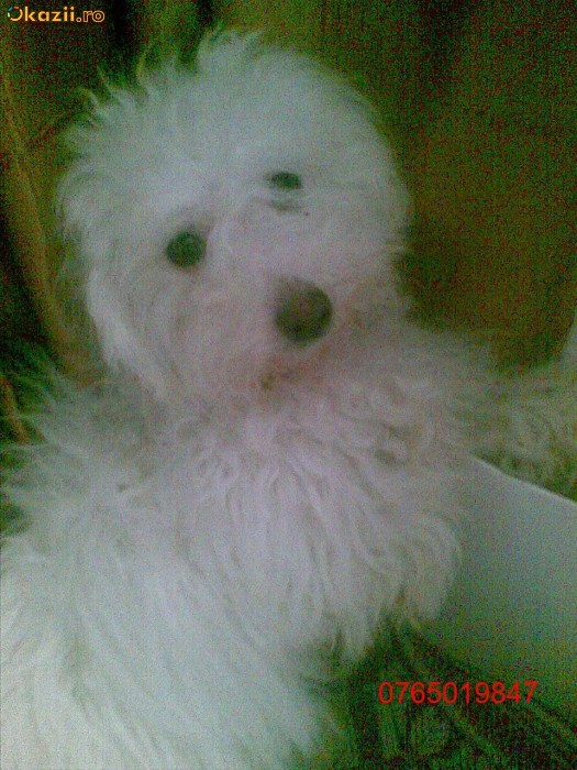 Bichon foto mare