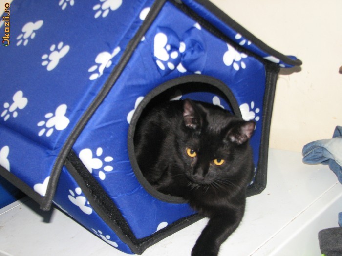 lichidare stoc!!!! OFERTA .culcus-casuta pentru animale mici de companie( caine,pisica) PS: MODELUL NU ESTE DE VANZARE foto mare